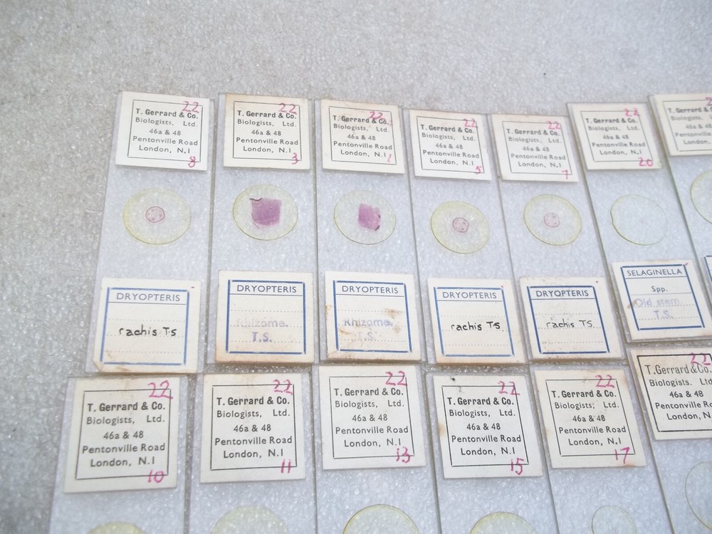 Vintage Glass Microscope Slides -