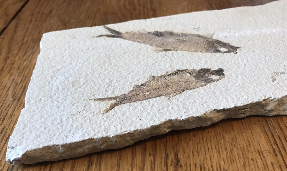 Multiple Fish Fossil Plate