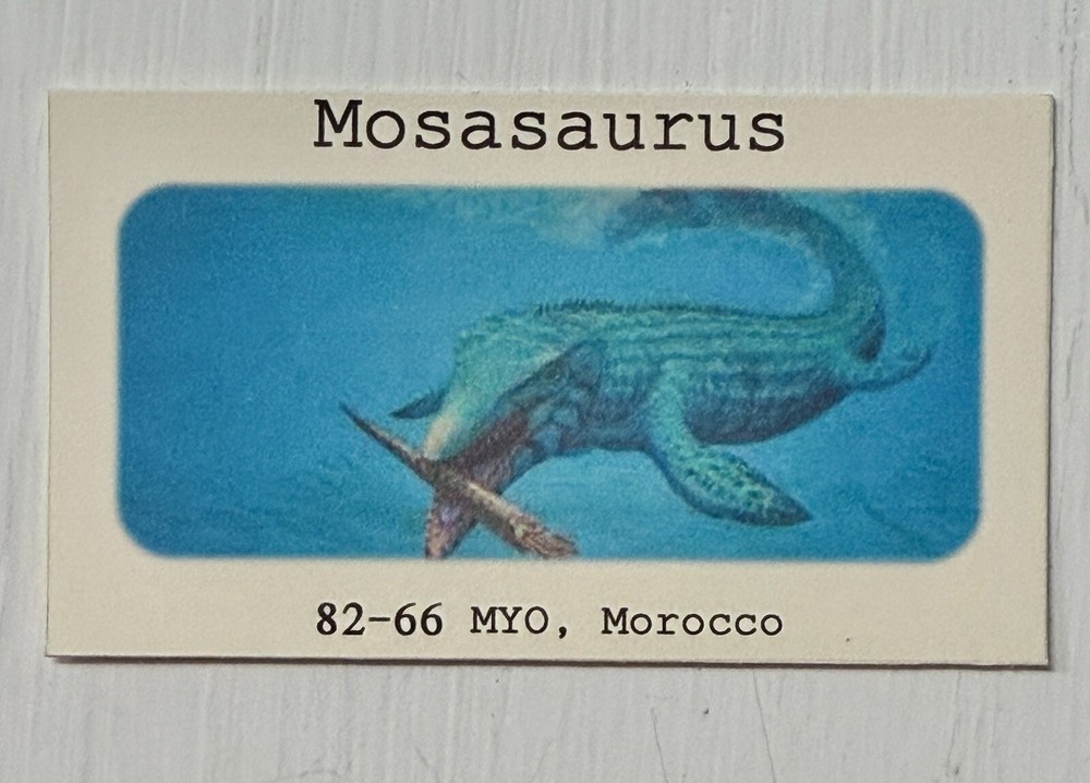 Real Mosasaur Tooth (8.9cm) - Cretaceous, Guaranteed Authentic, Great Root