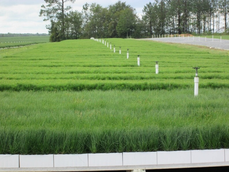 100 Longleaf pine tree plug seedlings