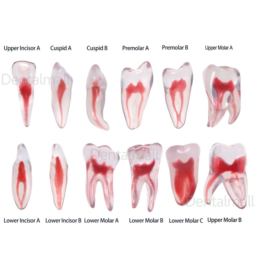 Dental Root Canal Practice Teeth Model for Pulp Study RCT Endo File Teach Study