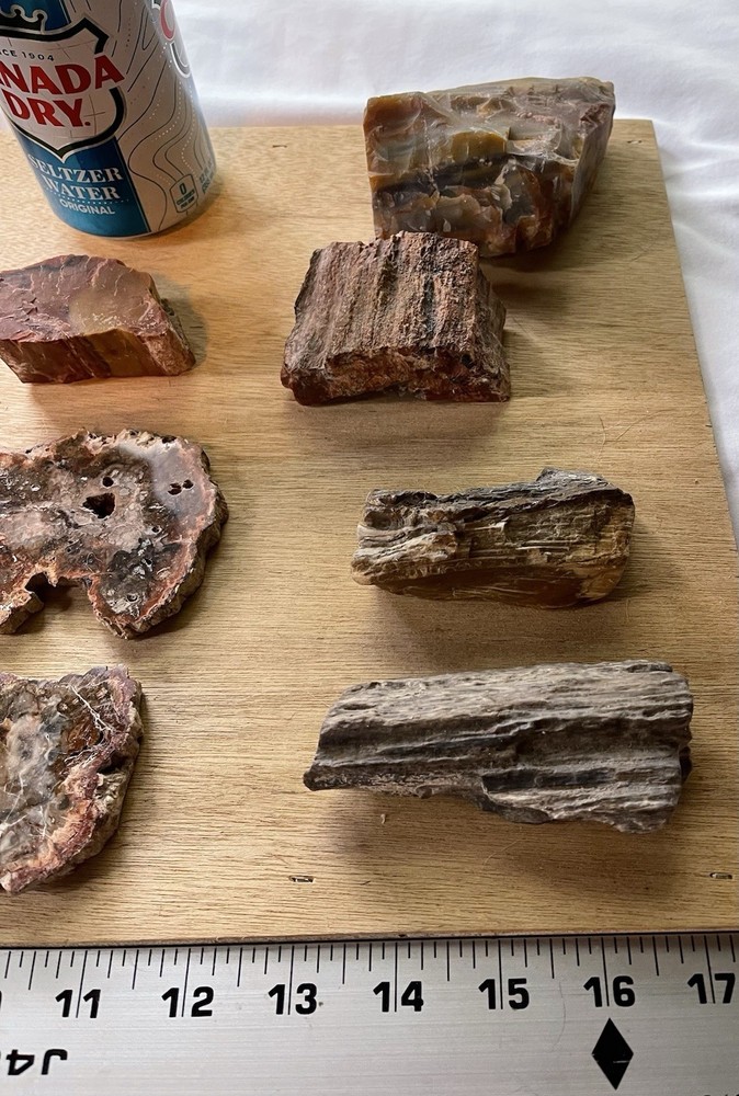 Petrified Wood Collection