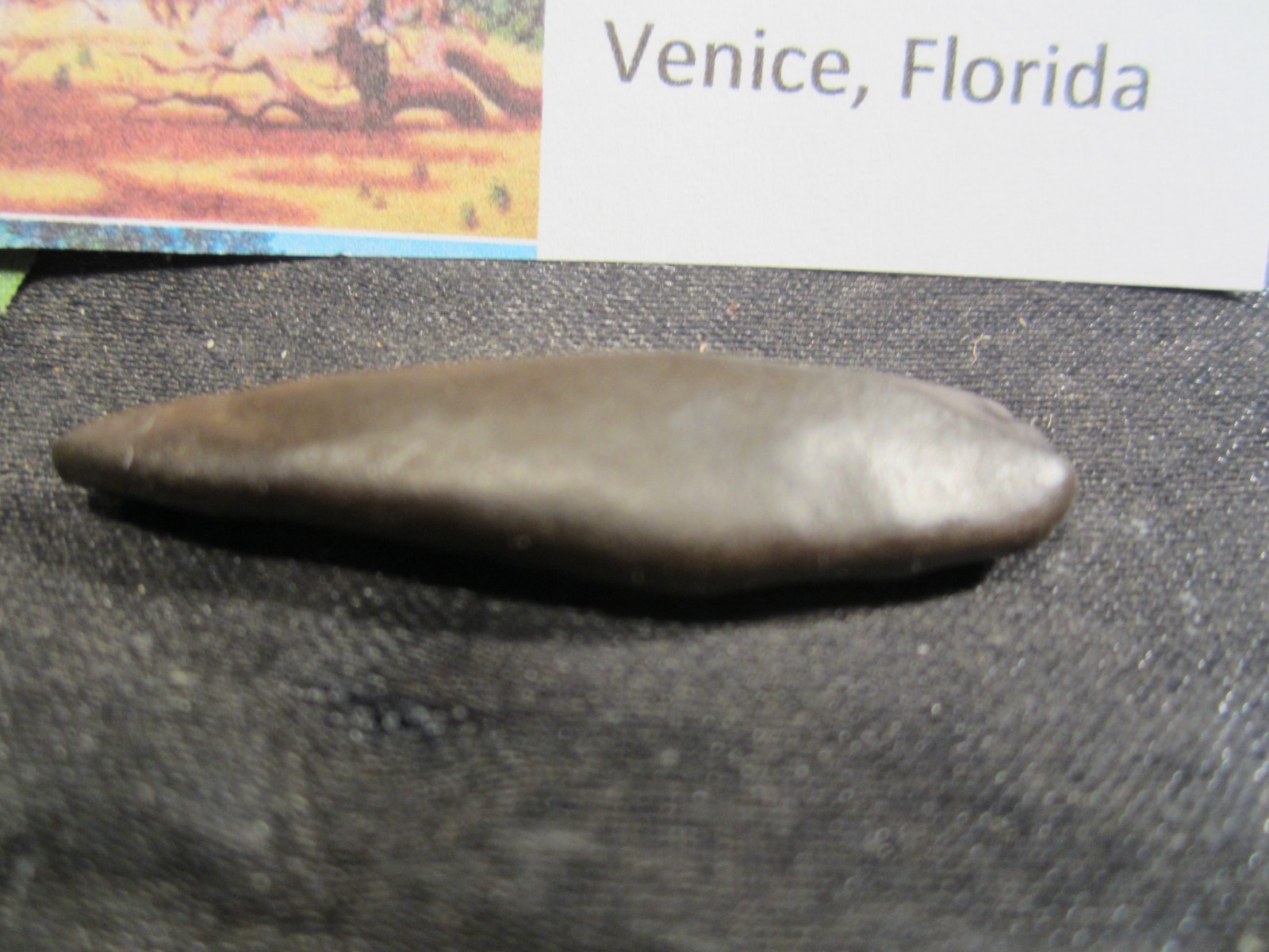 Fossilized Mammal Tooth Venice, Florida
