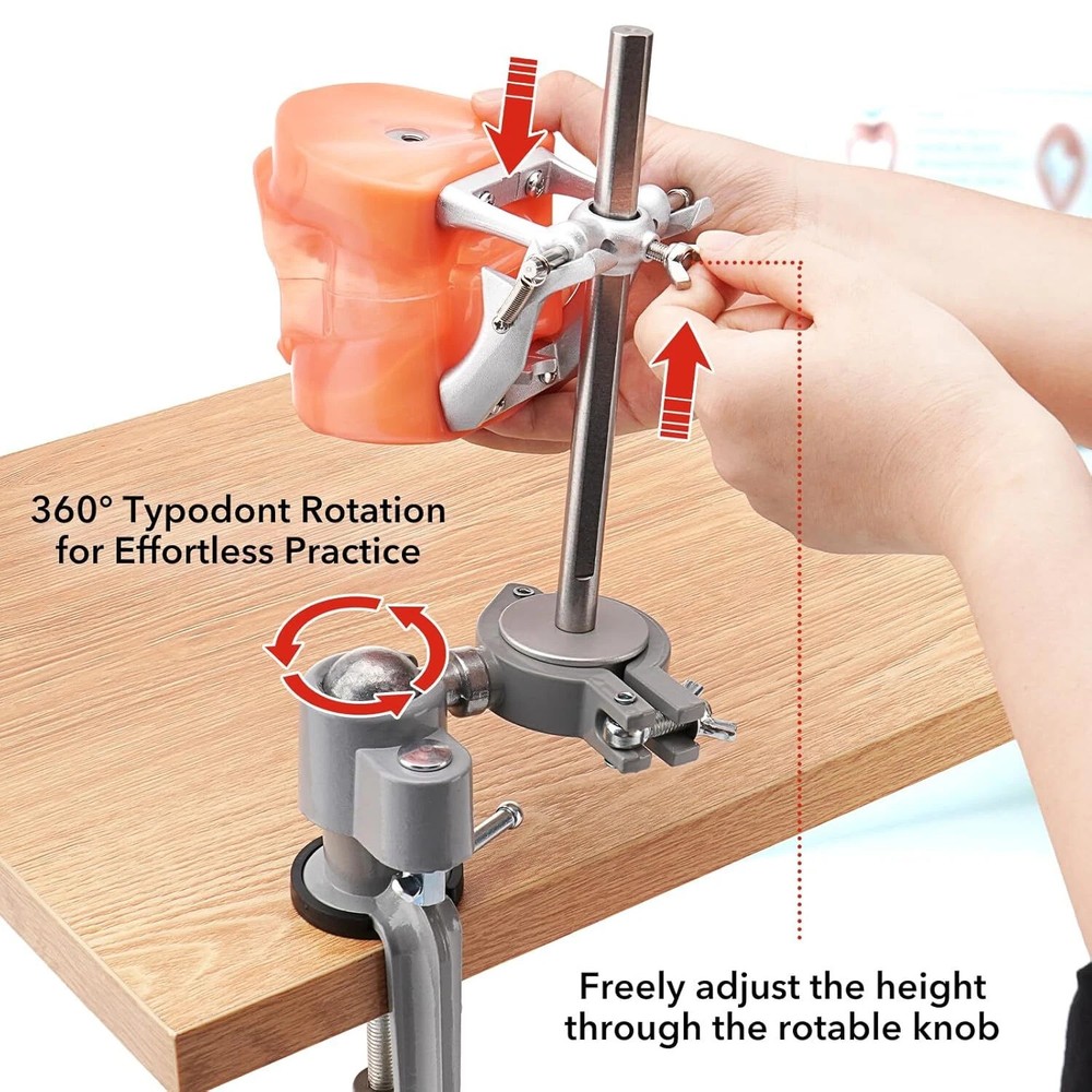 Dental Mannequin Teeth Model Set 360° Rotating 32 Teeth Removeable Mounting Pole