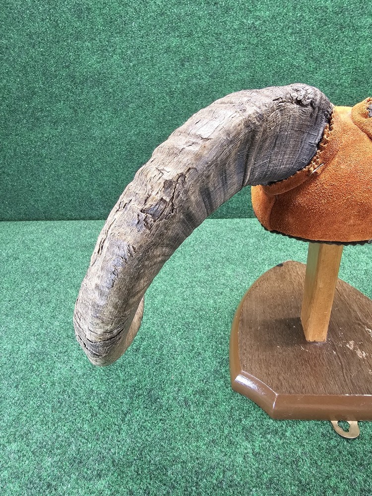 Rams Horn Taxidermy Mount