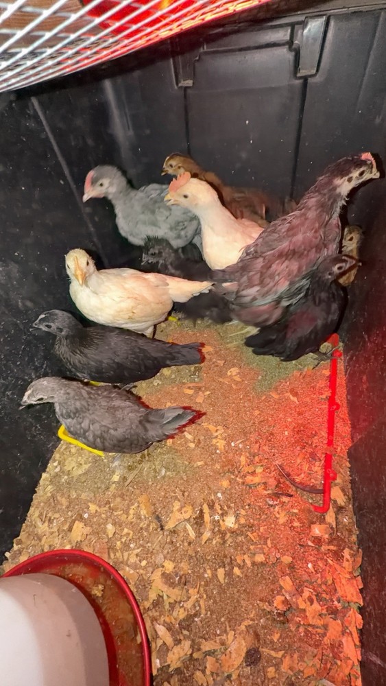 Chicken Hatching Eggs mixed breeds- 12+