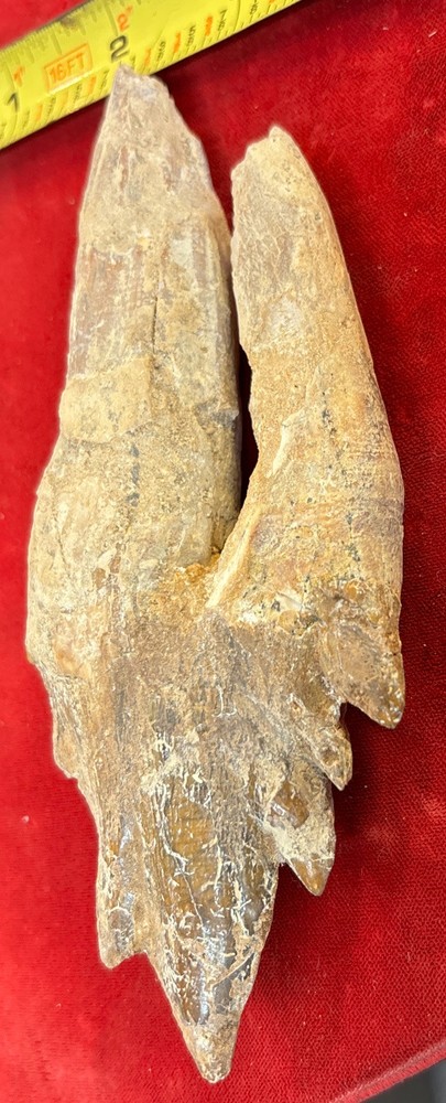 6” Basilosaurus Tooth 40-34 Mil Yrs Old Late Eocene