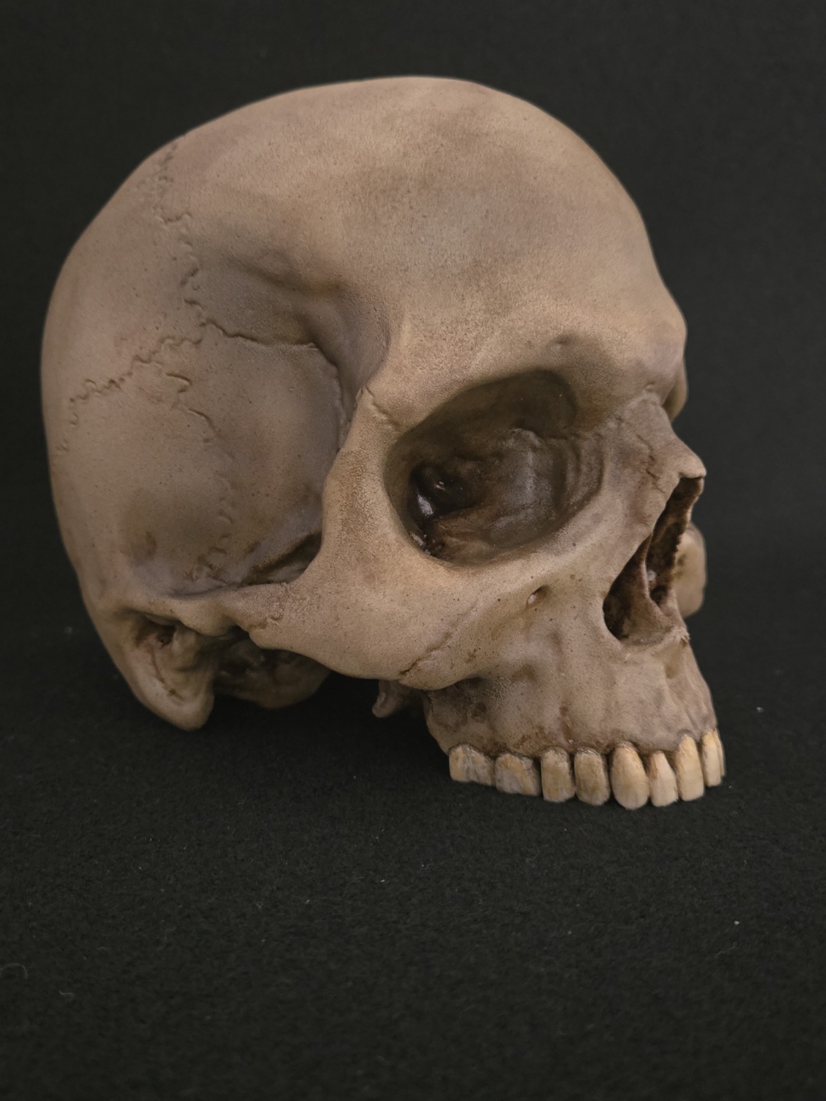 Skull Humanl Life Size Realistic
