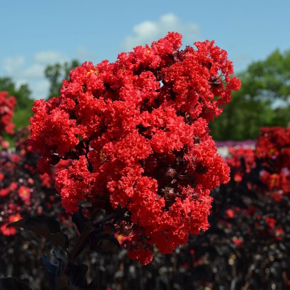 Ruby Thunderstruck Crape Myrtle Starter Lagerstroemia Rooted "STARTER" Plant