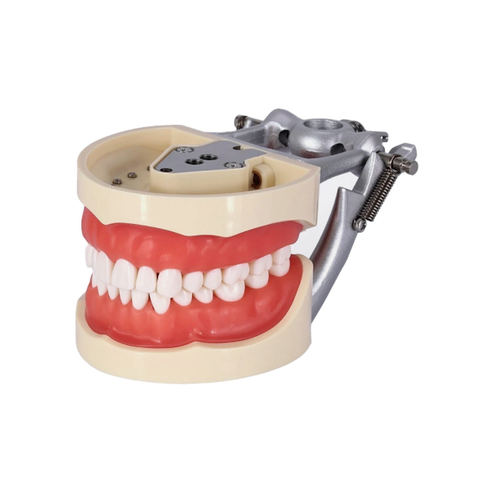 Kilgore Nissin 200/500 Dental Typodont Removable Screw-in Teeth Model Mount Pole