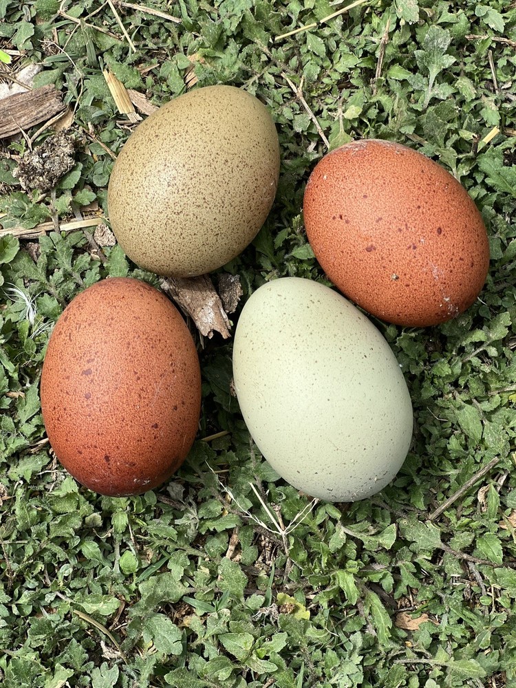 12 Fertile Rainbow Olive Egger/ Marans Hatching Eggs. Multigen. Blooms/speckles