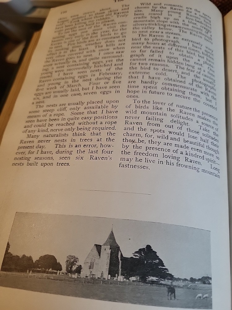 1912 Article The Raven Bird By Arthur Brook