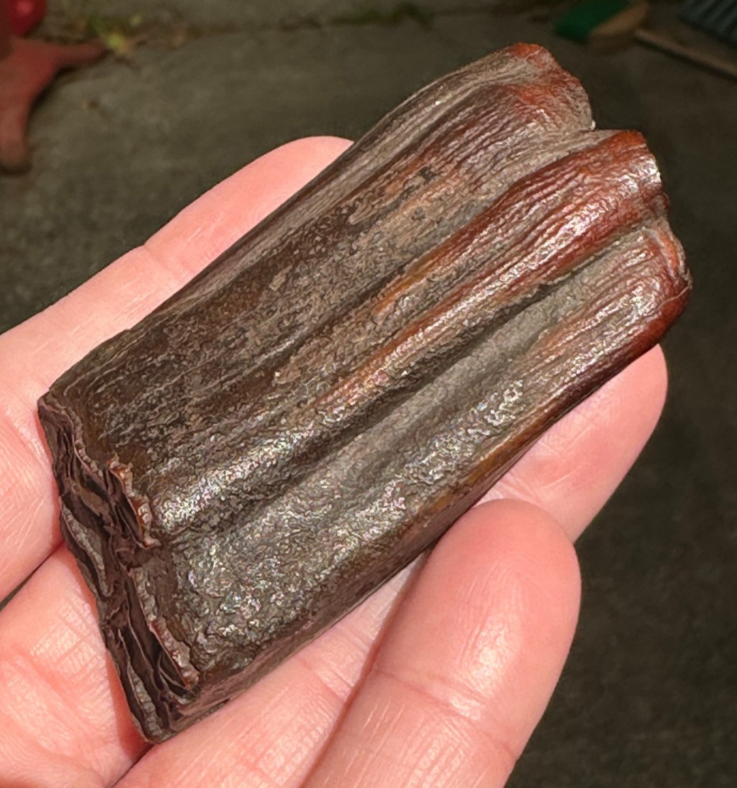 FOSSIL HORSE TOOTH EQUUS FLORIDA SUWANNEE RIVER ICE AGE fossilized specimen gift