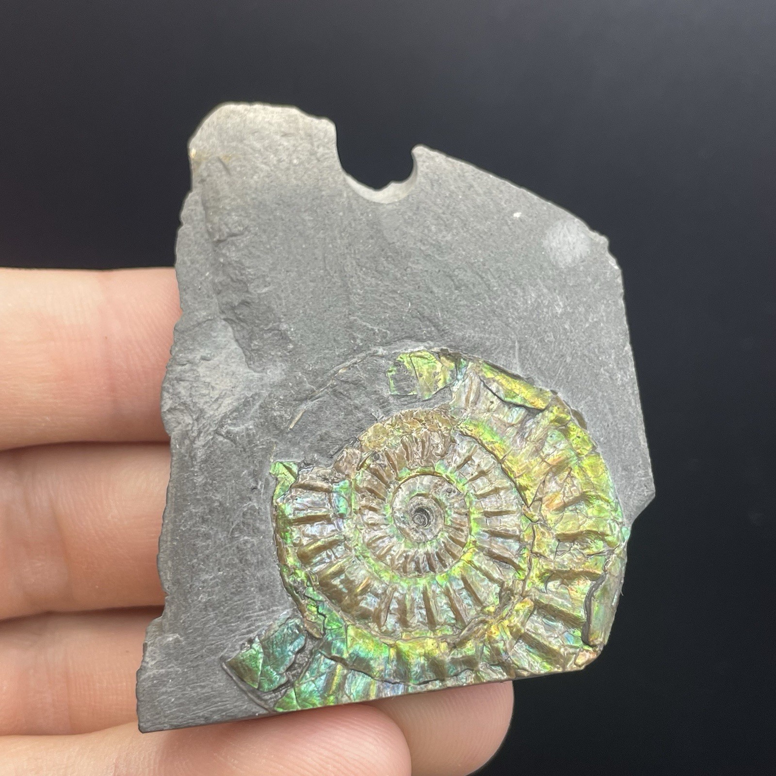 Ammonite Fossil Somerset UK Collector Quality Beautiful Green