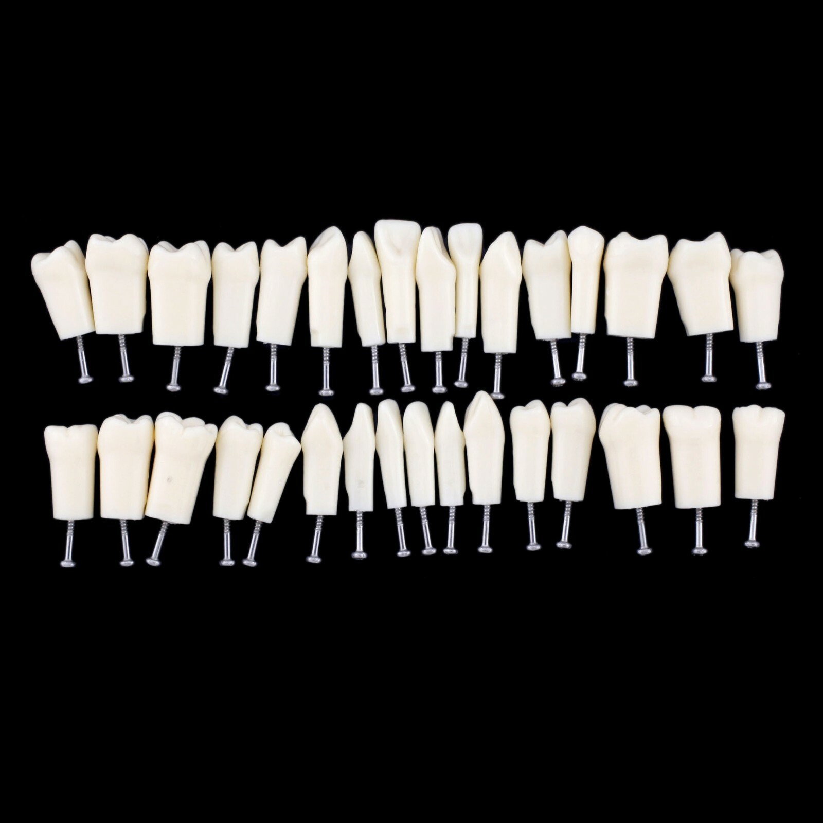 US Kilgore Nissin 200 Type Dental Typodont Model 32pcs Removable Teeth