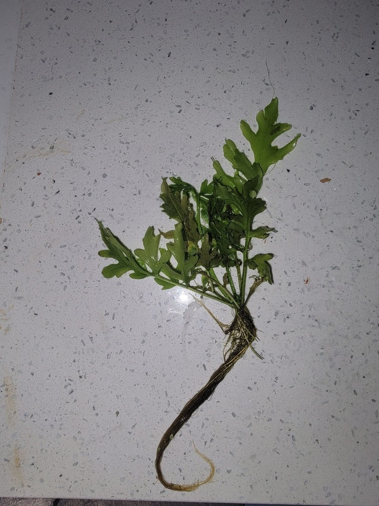 Water Sprite Large Portion Broad Leaf Variety
