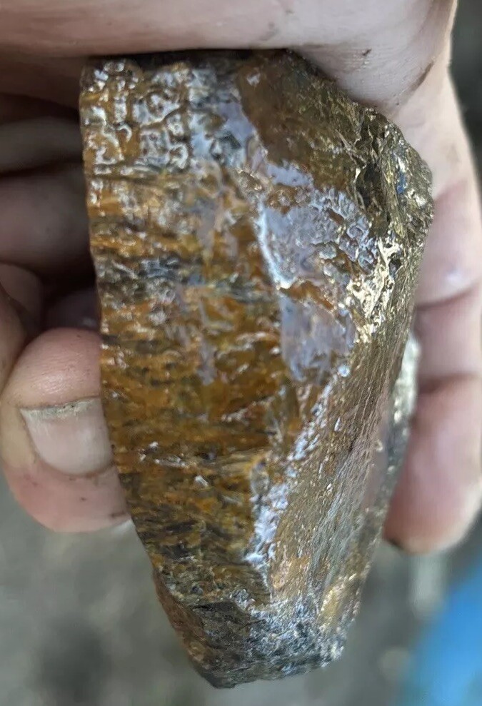 Tempskya petrified Palmwood