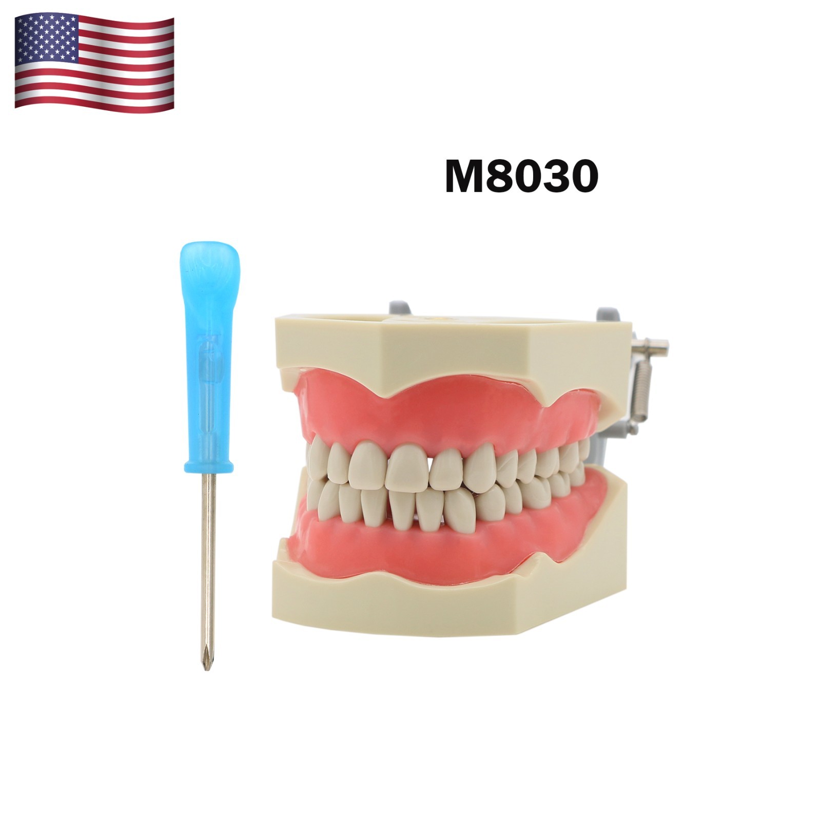 US Columbia Dentoform 860 Type Dental Typodont Model With 32pcs Removable Teeth