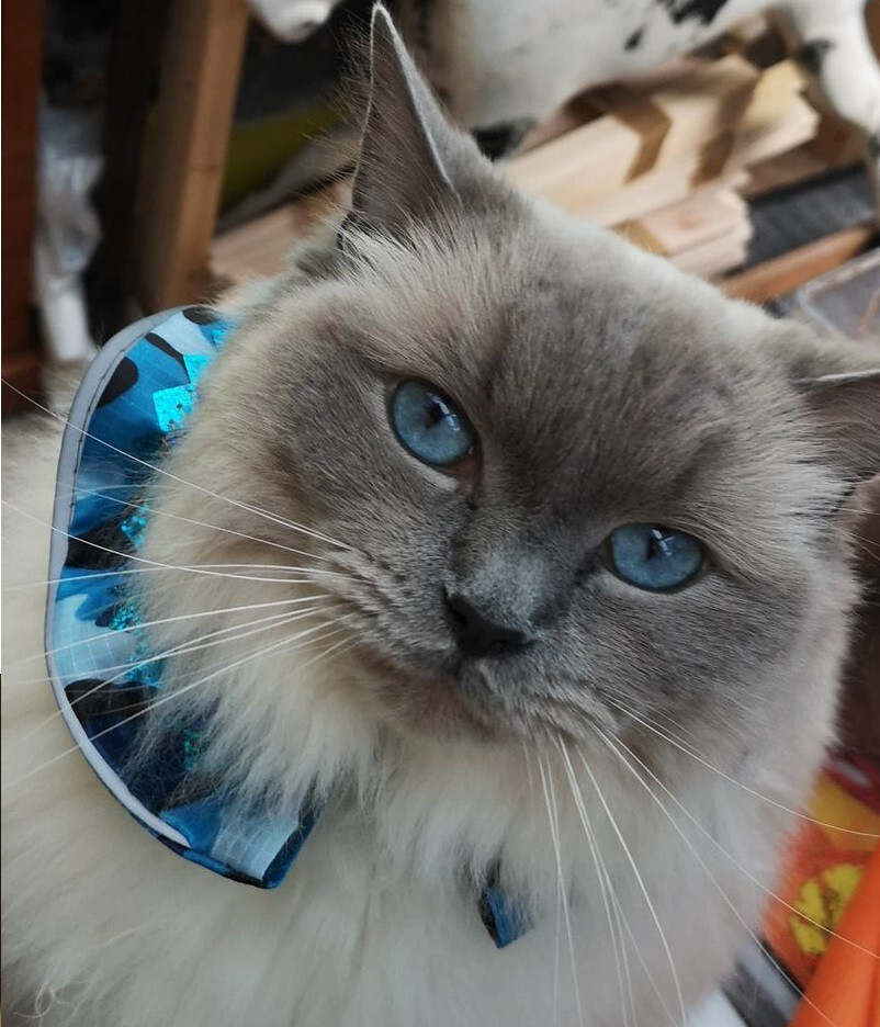 BIRD PROTECTOR Cat collar - WATERPROOF UNIQUE UVR DESIGN -save birds safe 4 cats