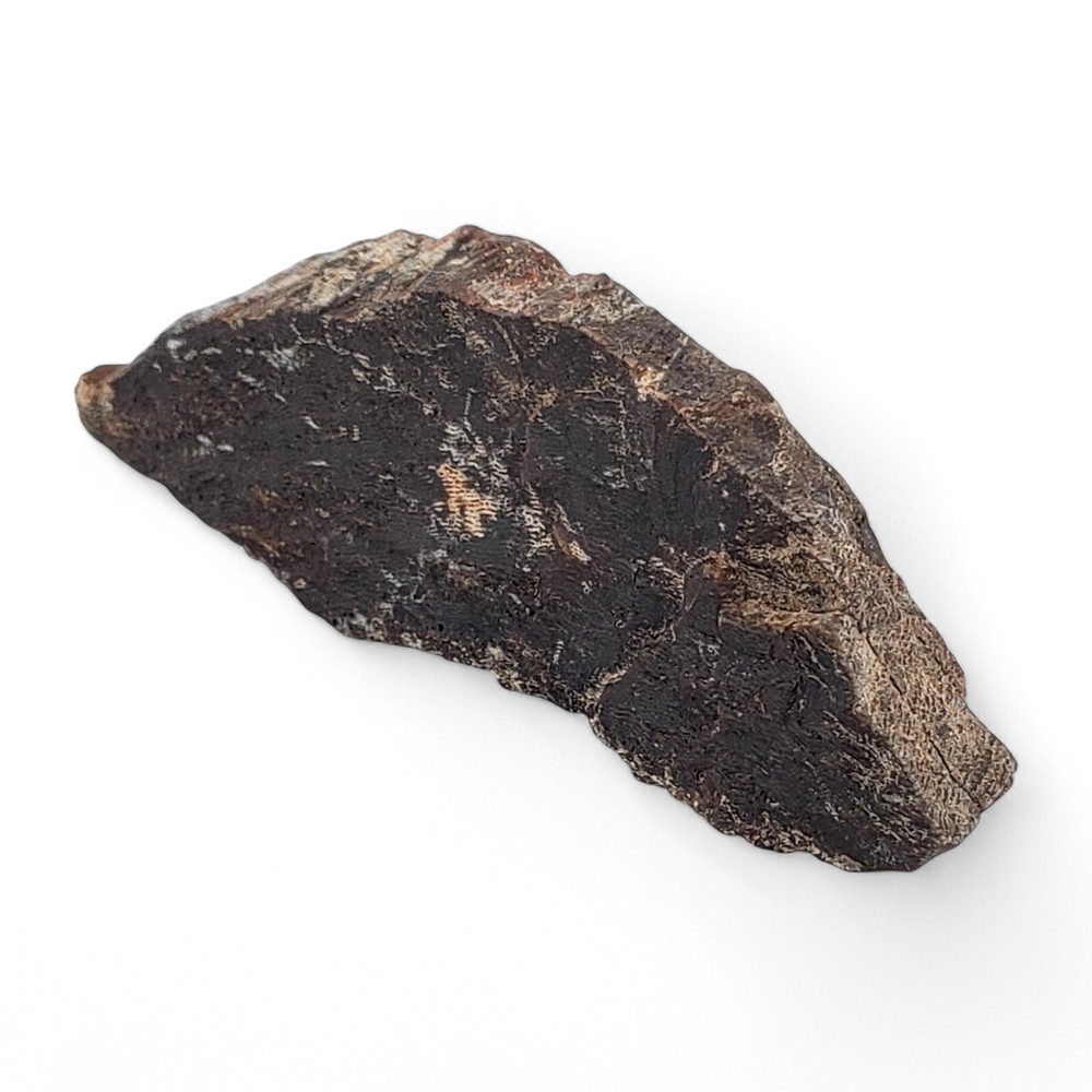 Authentic Jurassic Dinosaur Bone Fossil - Morrison Formation, Colorado