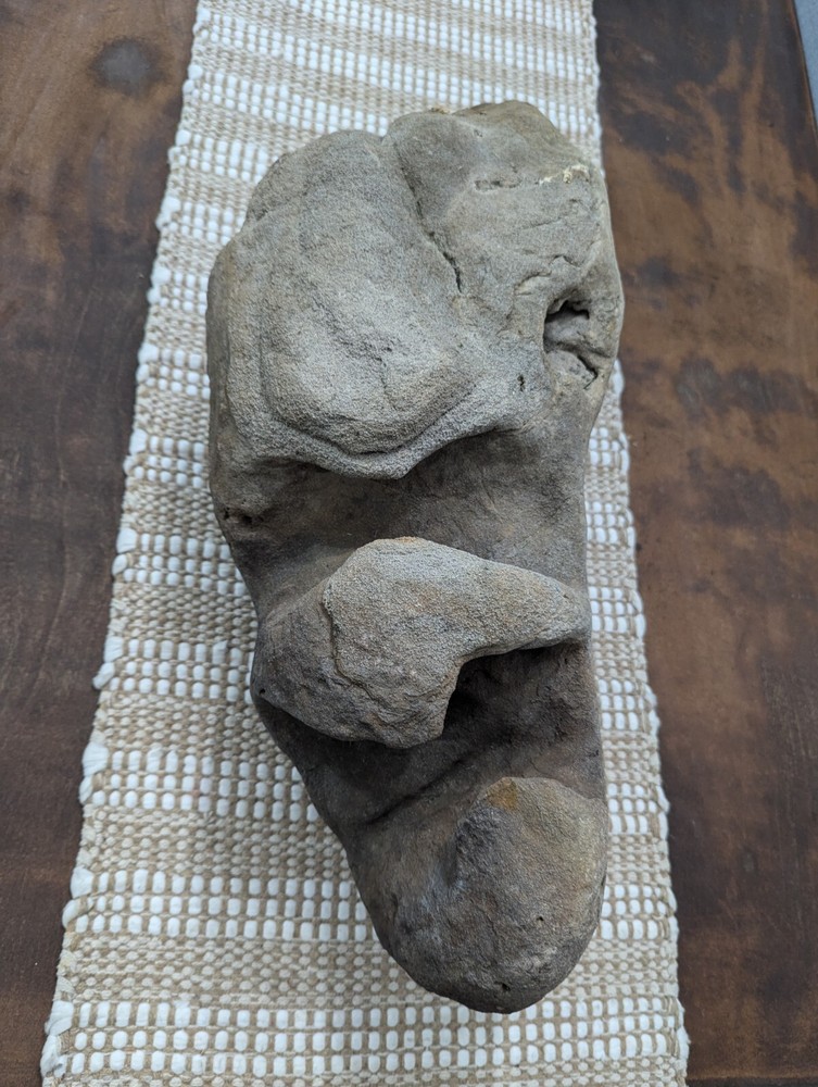 Fossilized Alien Head ???? 👽🛸