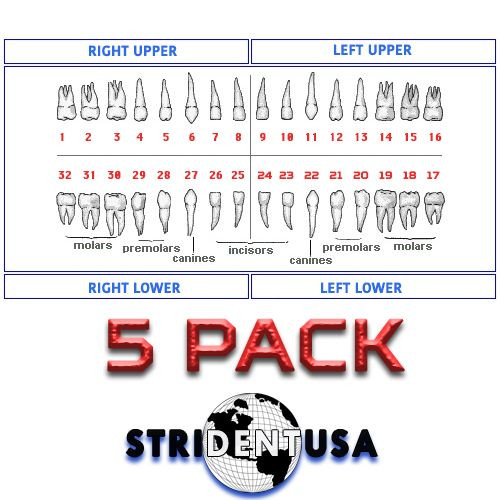 Ivorine Teeth For Typodont 860 - 5 or 10 PACK Compatible with Columbia 860 Brand