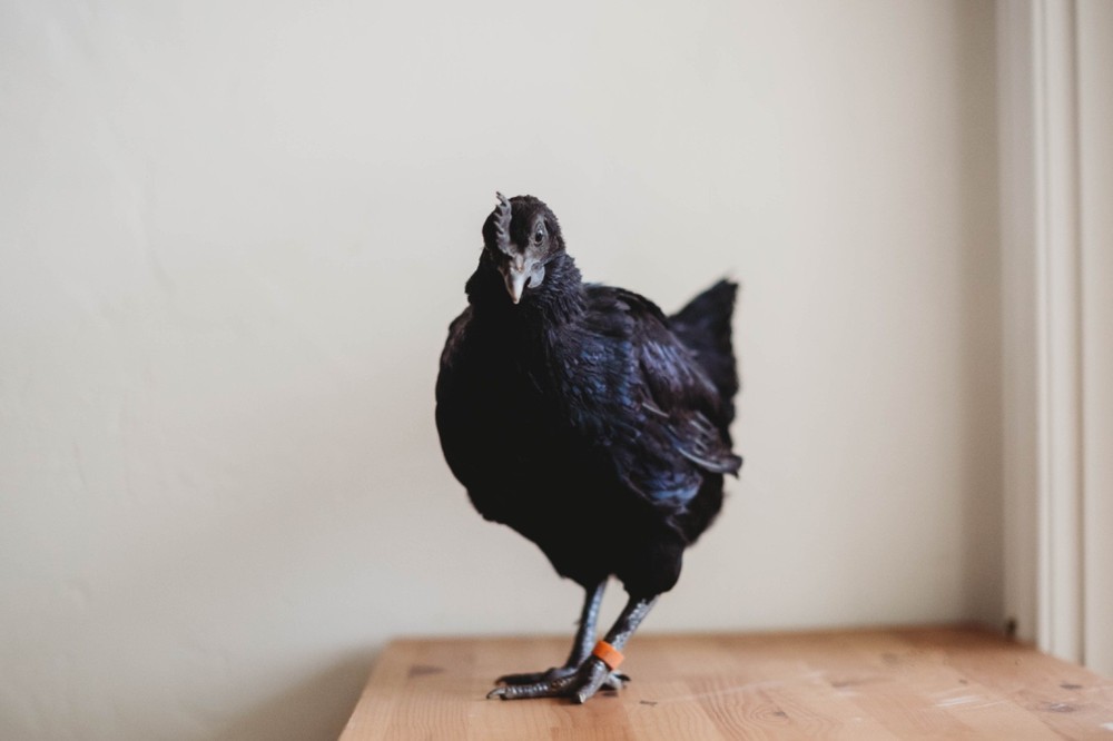 Ayam Cemani Chicken Hatching Eggs