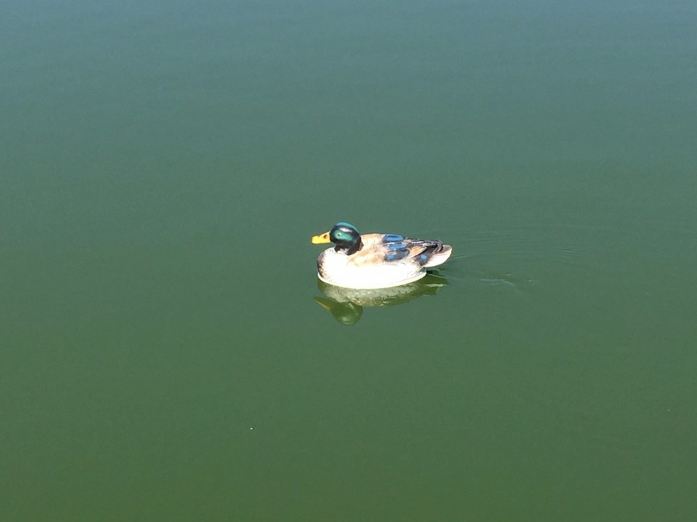 RC Duck Boat Kit Only - Blue