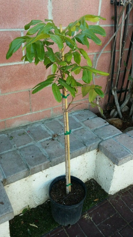 Longan Fruit Tree ( Kohala) Tropical Fruit Tree