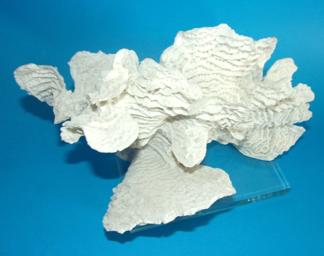 Beautiful Natural White Coral Reef with Glass Base, Authentic Specimen 10" x 7"