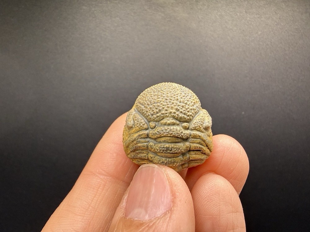 Enrolled Moroccops Trilobite