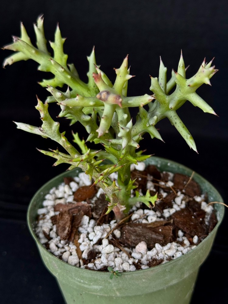 Euphorbia stenoclada, succulent