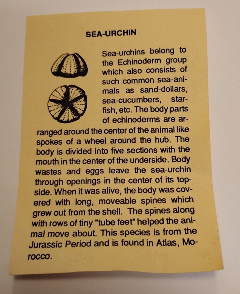 Fossil Sea Urchin With Information Sheet
