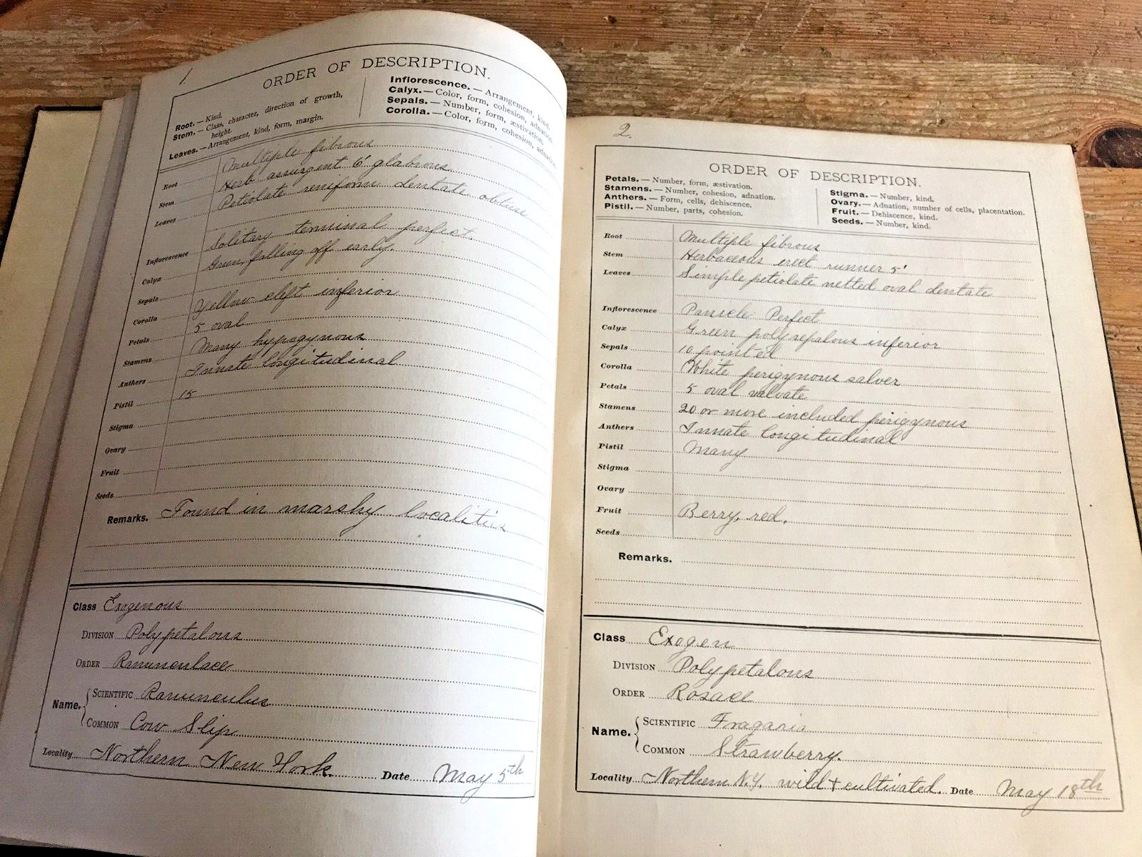 Antique Botanical Scrapbook 1889 Apgar's Analysis Pressed Plant Specimens Book