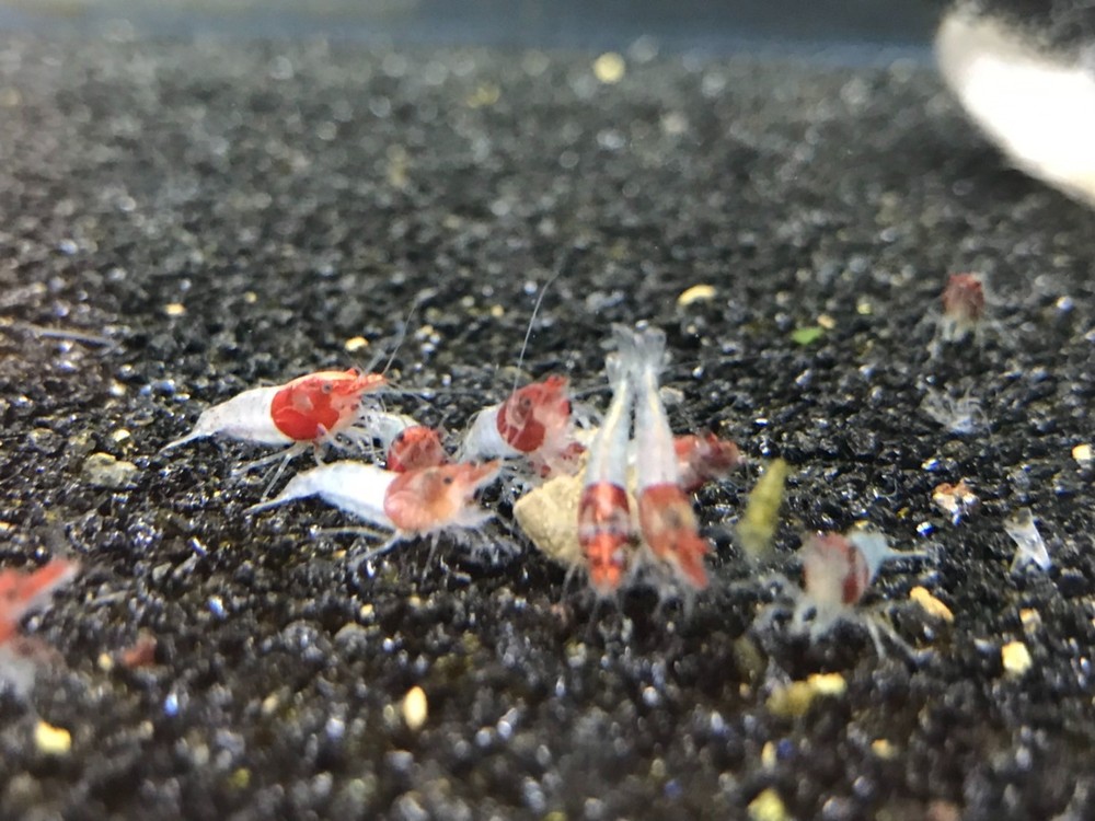 X2 BBS Shrimp and Plant Soil Substrate