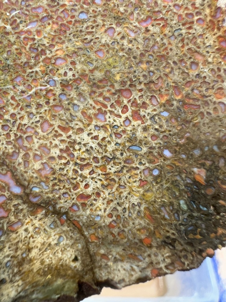 Dinosaur bone rough **hxtled end cut.