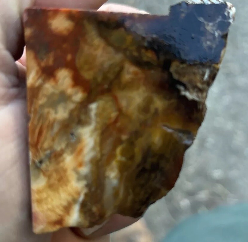 Silver Creek Junction petrified wood