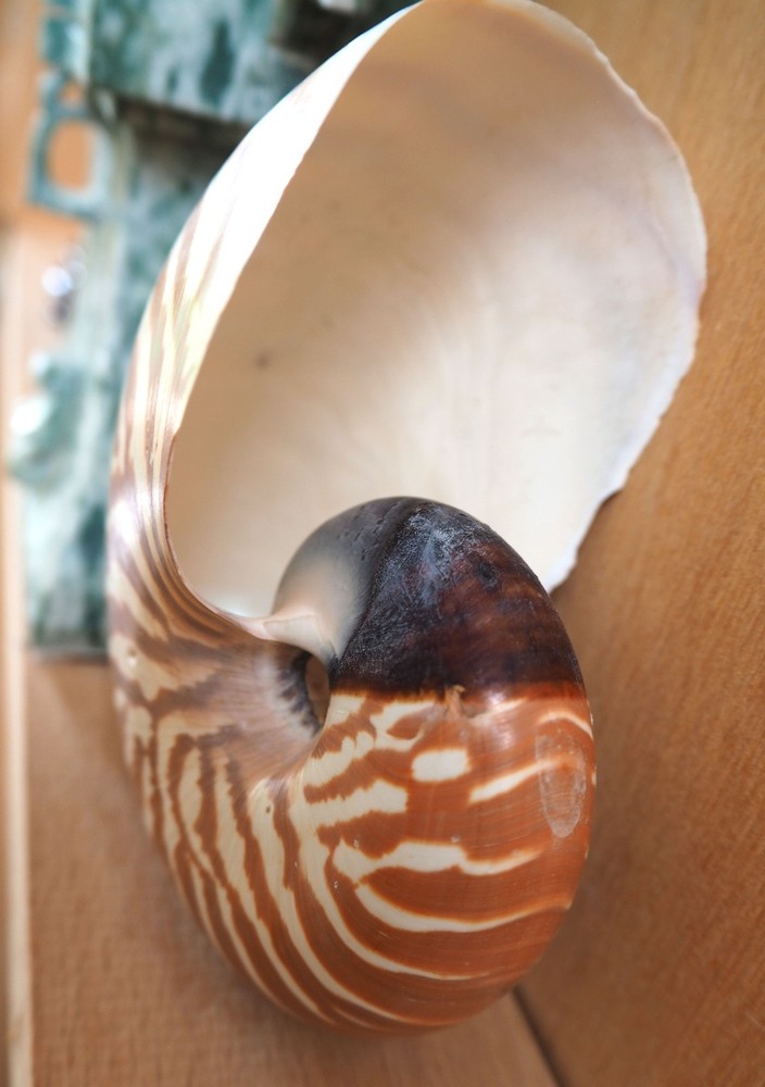 Seashelle Nautilus Macromphalus Shell New Caledonia