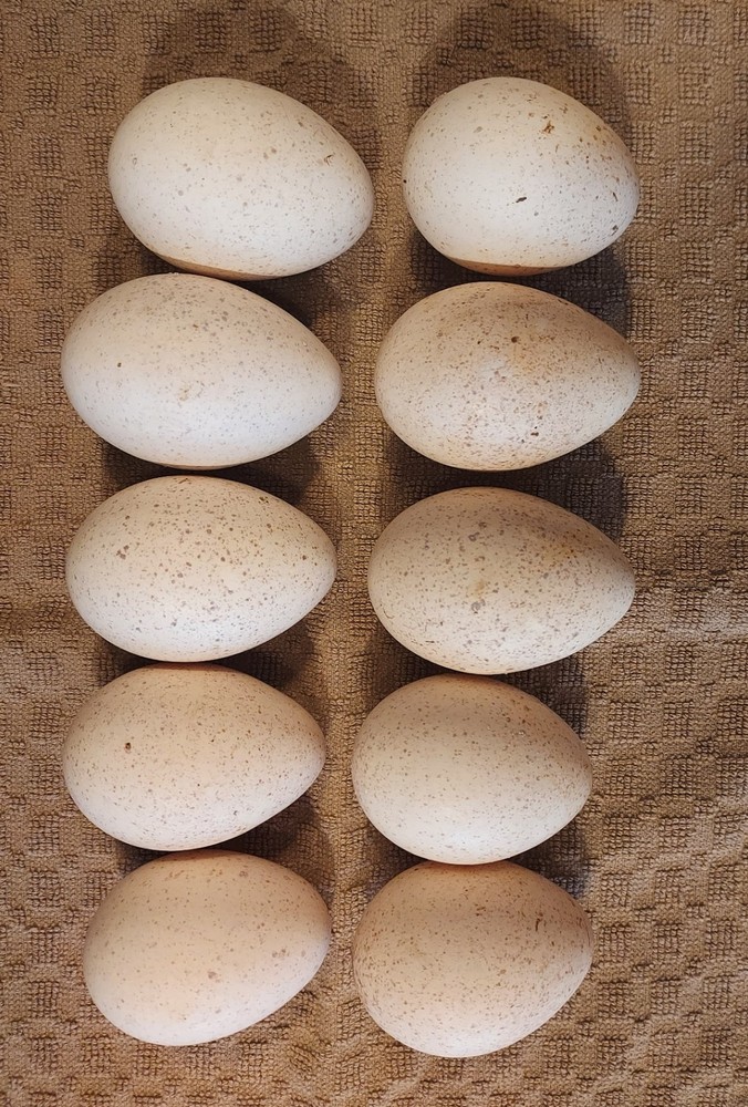 Blue Slate Turkey Hatching Eggs