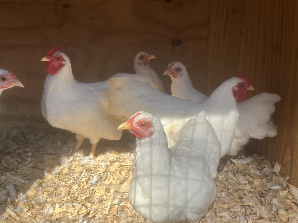 50+ Assorted Bantam Hatching Eggs—Exhibition Line