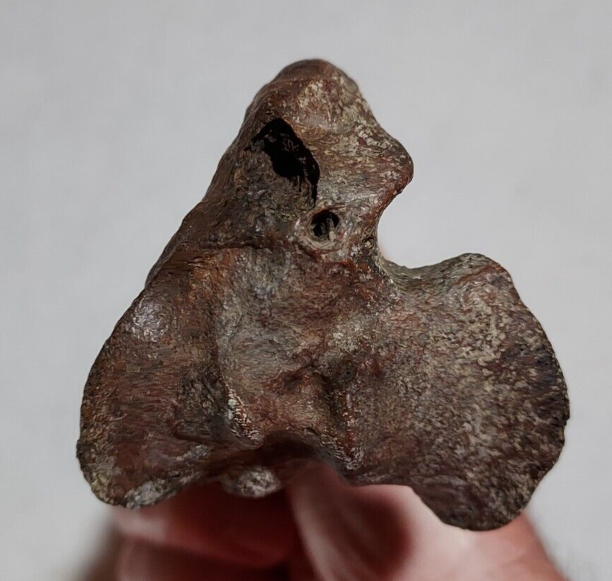 Deer Tibia Bone Fossil from Ice Age