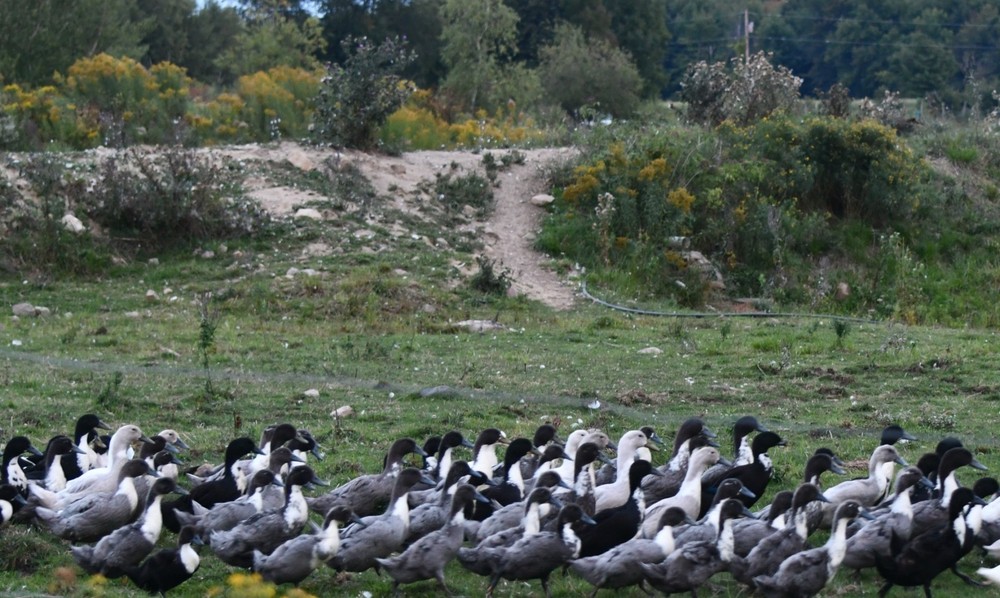 10 Fertile Swedish Duck Hatching Eggs