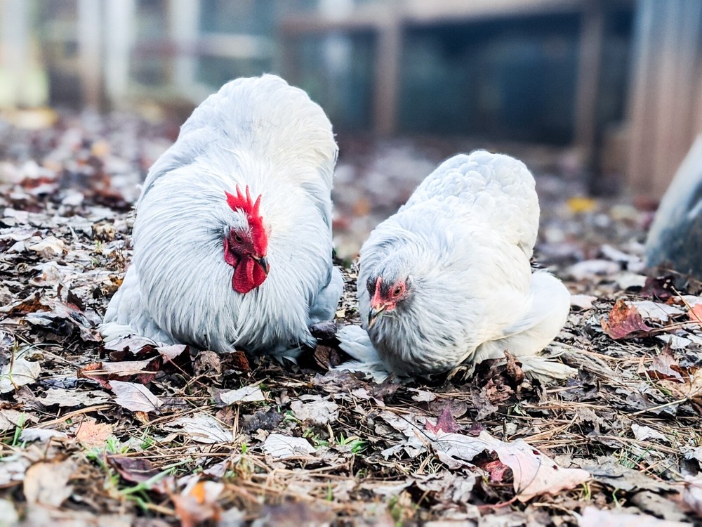 6+ Lavender (Self Blue) Bantam Cochin Hatching Eggs