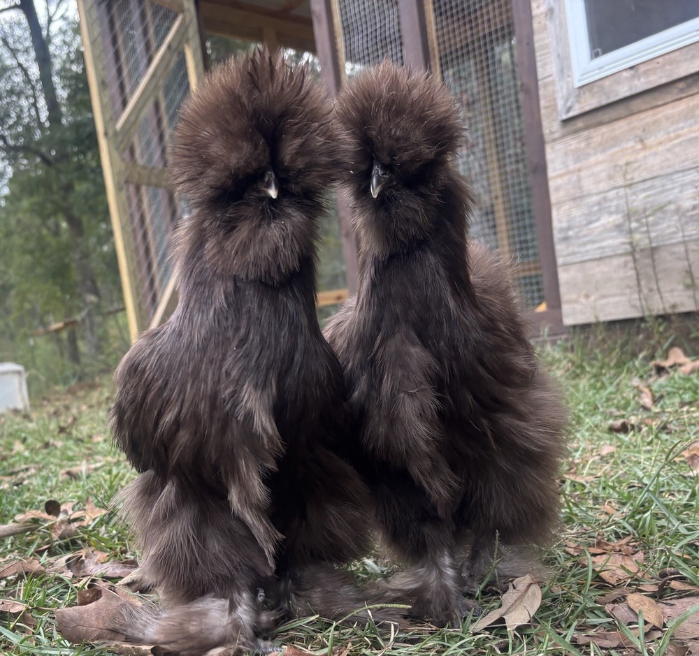 NPIP/ai clean Chocolate Silkie hatching eggs!