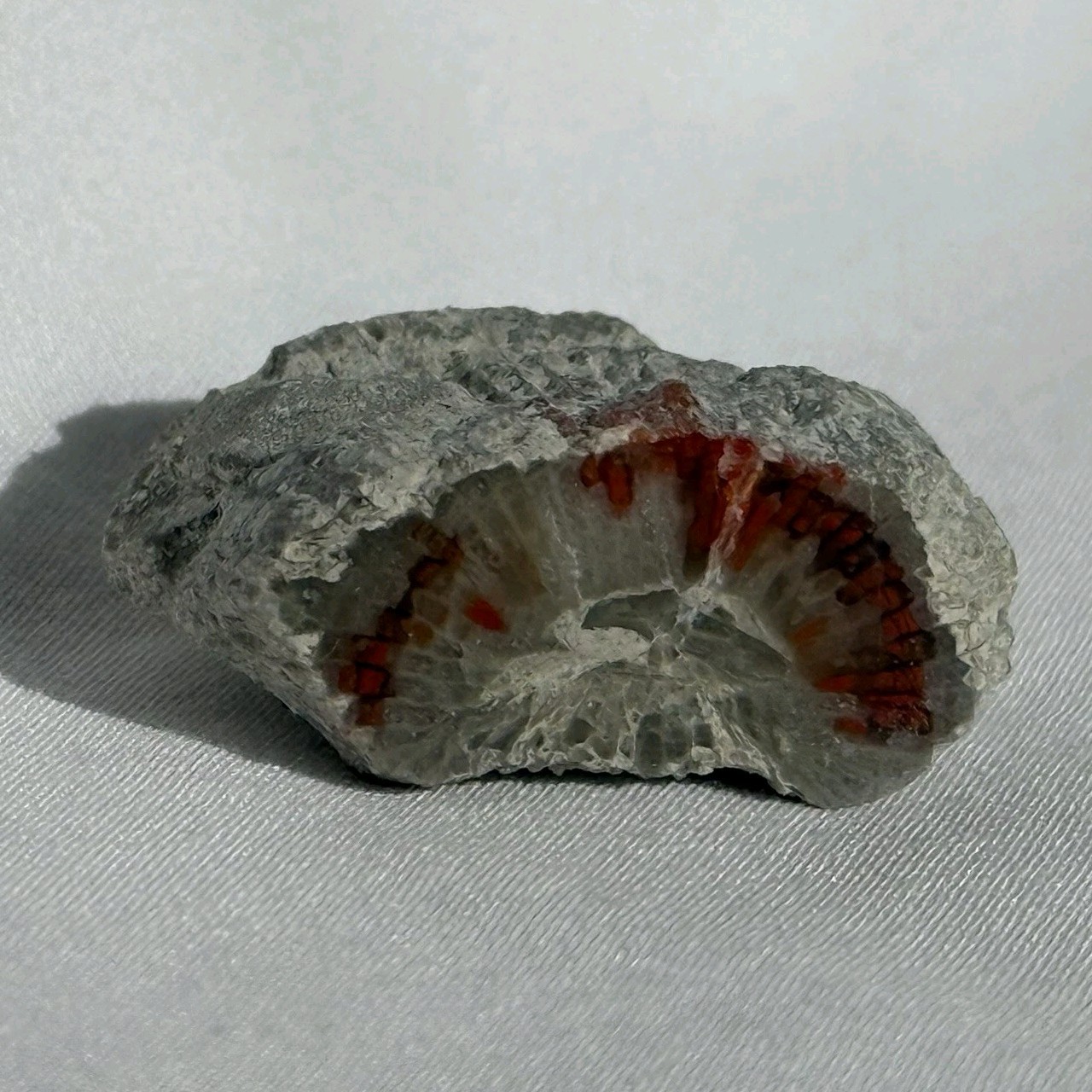 ~28 grs Polished Red Horn Coral Riley's Canyon, Utah Fossil Rugosa / display cab