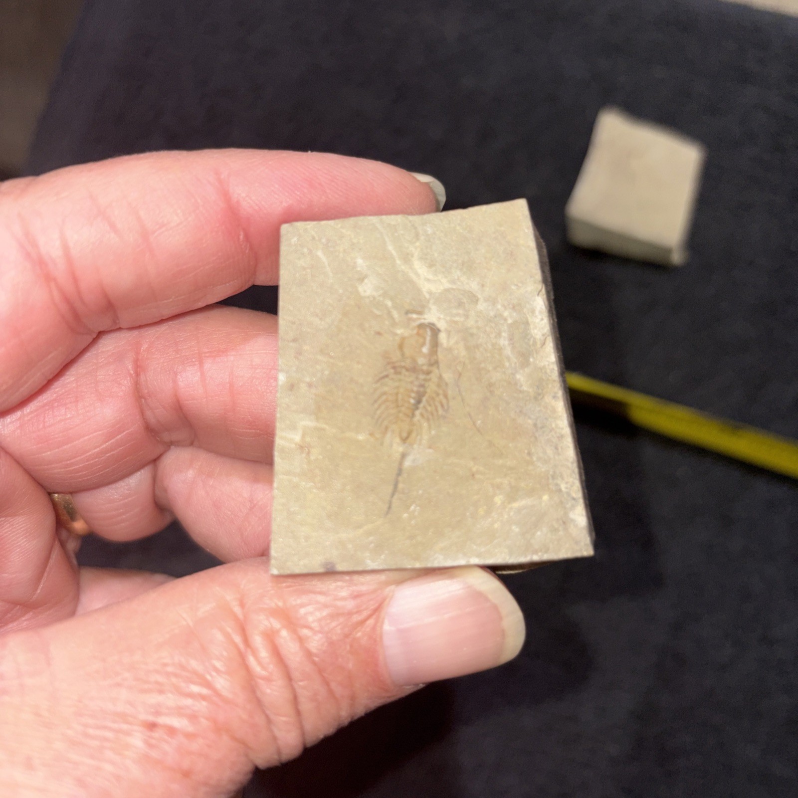 Positive And Negative Of Rare Trilobite With Long Spine Lower Cambrian