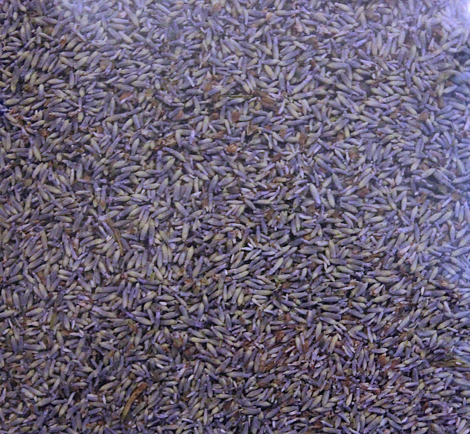 1 Pound of Fresh Sequim GROSSO Lavender - Fresh Dried Buds with Strong Aroma!