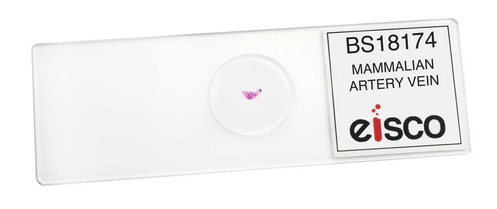 Artery & Vein - Prepared Microscope Slide - 75x25mm - Eisco Labs