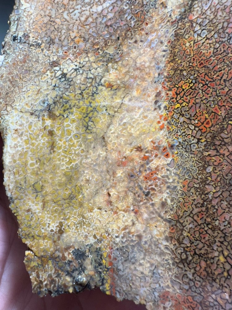 Dinosaur bone rough **hxtled end cut.