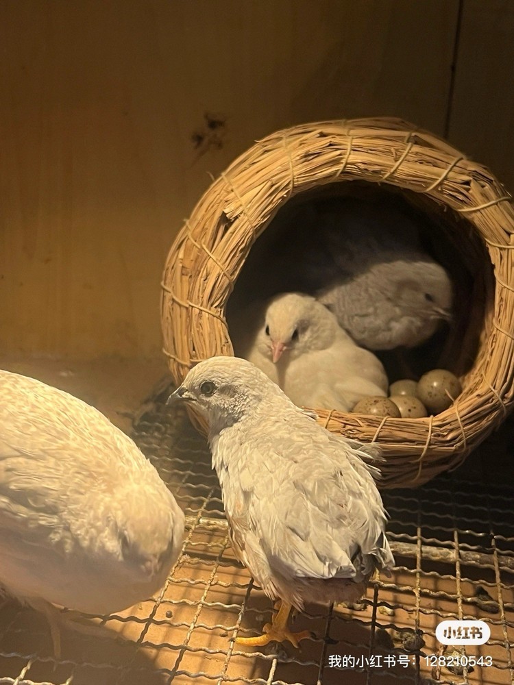 12 button quail hatching eggs varity color
